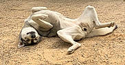 Gaya participe au concours pour gagner de l'argent avec cette photo : dog, canine, pet, animal, lying_down, on_back, paws_up, relaxed, funny, outdoor, yard, dirt, ground, garden, hedge, gate, hose, greenery, portrait, daylight