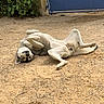 dog, canine, pet, animal, lying_down, on_back, paws_up, relaxed, funny, outdoor, yard, dirt, ground, garden, hedge, gate, hose, greenery, portrait, daylight