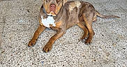 Freya participe au concours pour gagner de l'argent avec cette photo : dog, canine, pet, brown_dog, lying_down, sitting, collar, white_chest, short_hair, floppy_ears, facial_expression, eye_contact, indoor, garage, motorcycle, scooter, tiled_floor, cardboard, portrait, animal_photography