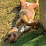 dog, pet, animal, brown_dog, lying_down, belly_up, sleeping, relaxed, grass, outdoors, sunlight, collar, paws, belly, short_hair, playful, portrait, garden, wall, artificial_turf