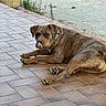 dog, brown_dog, large_dog, lying_down, relaxed, tongue_out, collar, pet, animal, canine, patio, tiles, outdoor, garden, planter, fairy_house, gravel, yard, portrait, lounge