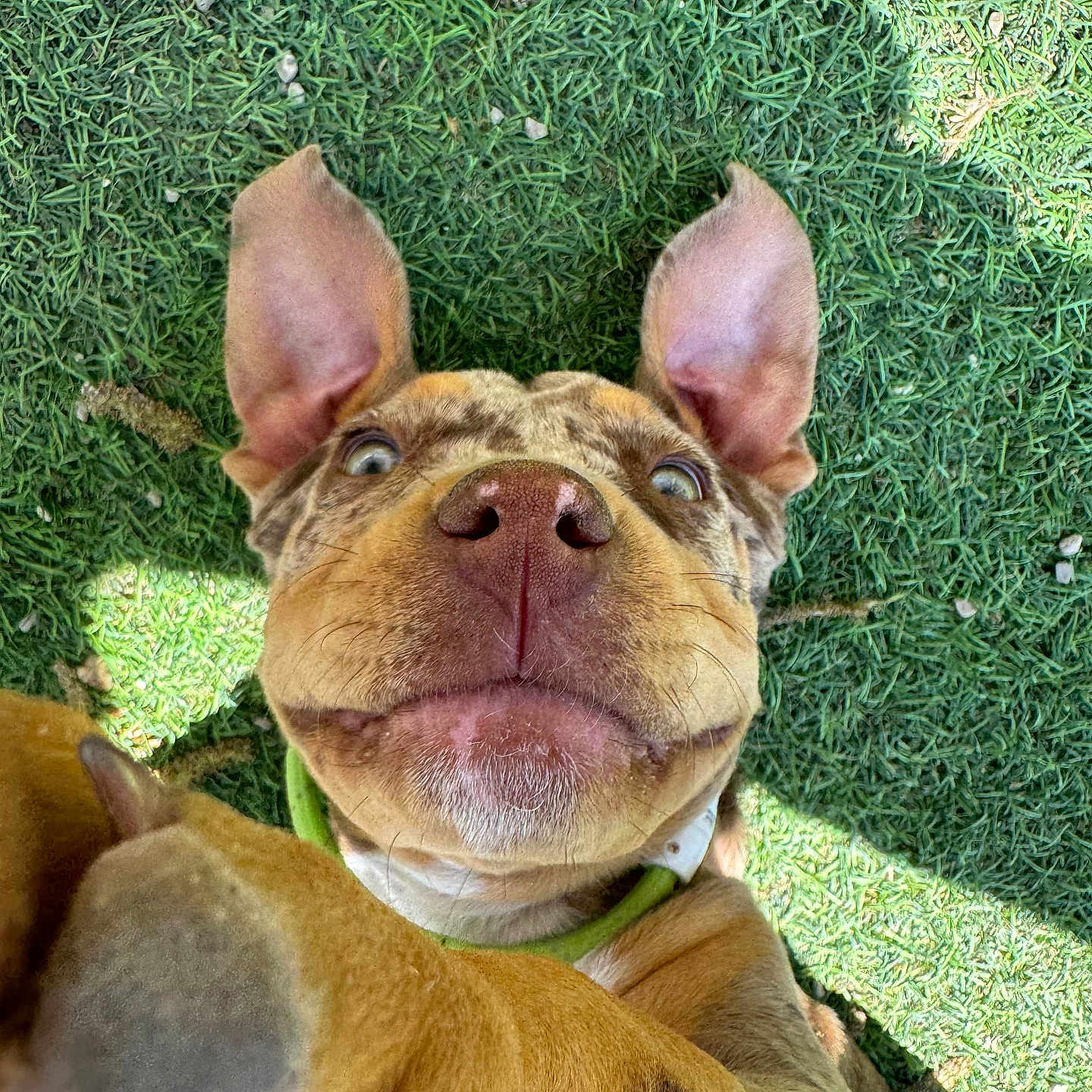 Freya