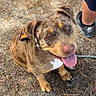 dog, puppy, brown_dog, sitting, tongue_out, happy, portrait, pet, animal, outdoor, camping, gravel, ground, bandana, collar, floppy_ears, friendly, looking_at_camera, human_legs, camping_chair