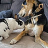 Angie participe au concours pour gagner de l'argent avec cette photo : dog, rabbit, pet, couch, indoor, animal, fur, black_and_white, curious, friendship, companion, leisure, domestic, cozy, relaxation, mammal, snout, ears, paw, collar
