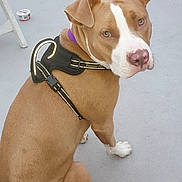 Roseanne joined the competition — help win amazing prizes! dog, canine, pet, brown, white, harness, reflective, sitting, looking_back, boat_deck, water, outdoor, animal, ears, nose, paw, fur, collar, leash, daylight