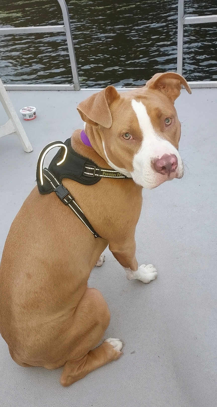 Roseanne joined the competition — help win amazing prizes! dog, canine, pet, brown, white, harness, reflective, sitting, looking_back, boat_deck, water, outdoor, animal, ears, nose, paw, fur, collar, leash, daylight