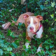 Roseanne is registered to the contest to win money with this photo: alert, animal, brown_and_white, canine, closeup, collar, cute, daylight, dog, foliage, garden, greenery, ivy, laying_down, leaves, nature, outdoor, pet, relaxed, summer