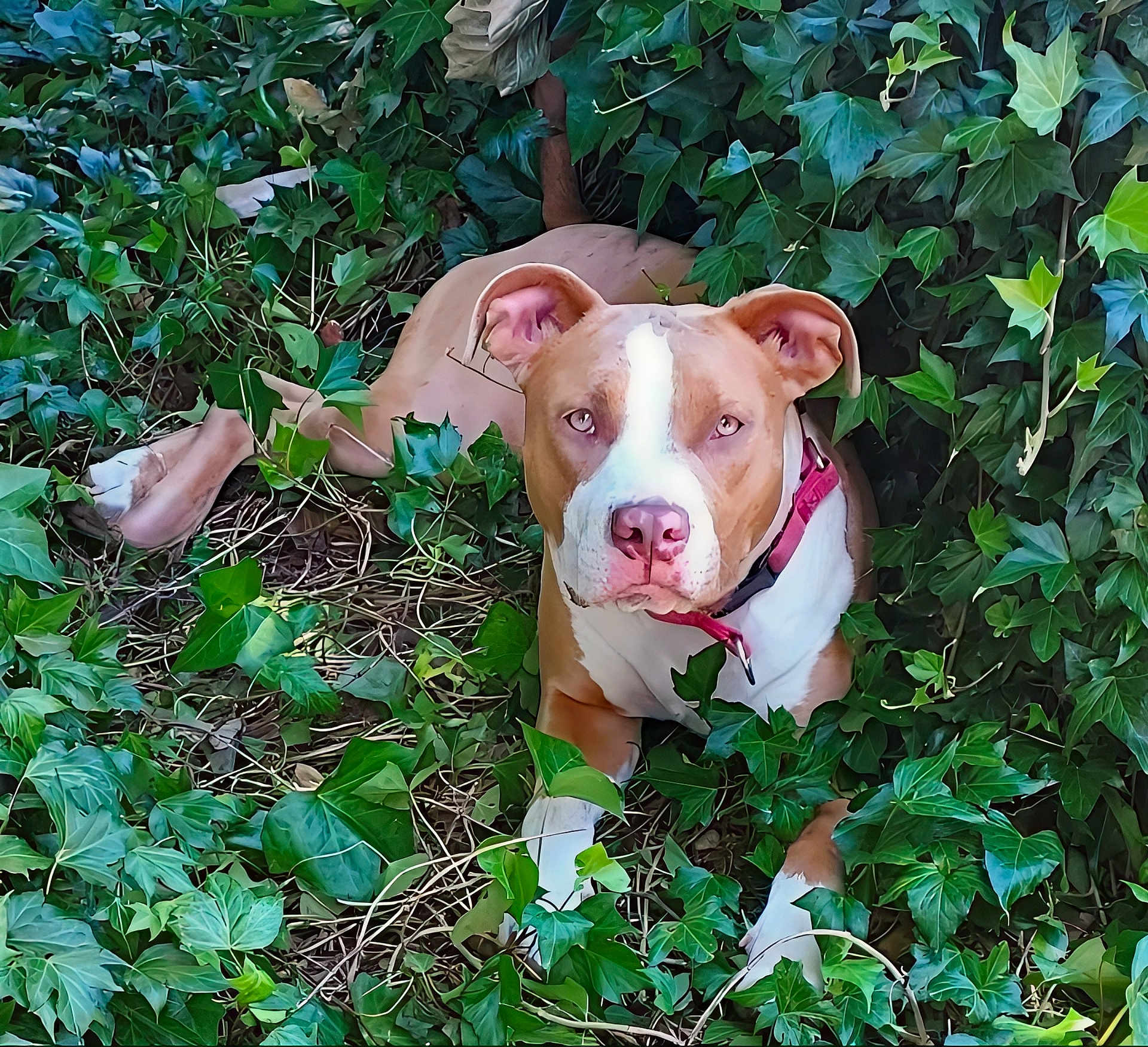 Roseanne is registered to the contest to win money with this photo: alert, animal, brown_and_white, canine, closeup, collar, cute, daylight, dog, foliage, garden, greenery, ivy, laying_down, leaves, nature, outdoor, pet, relaxed, summer