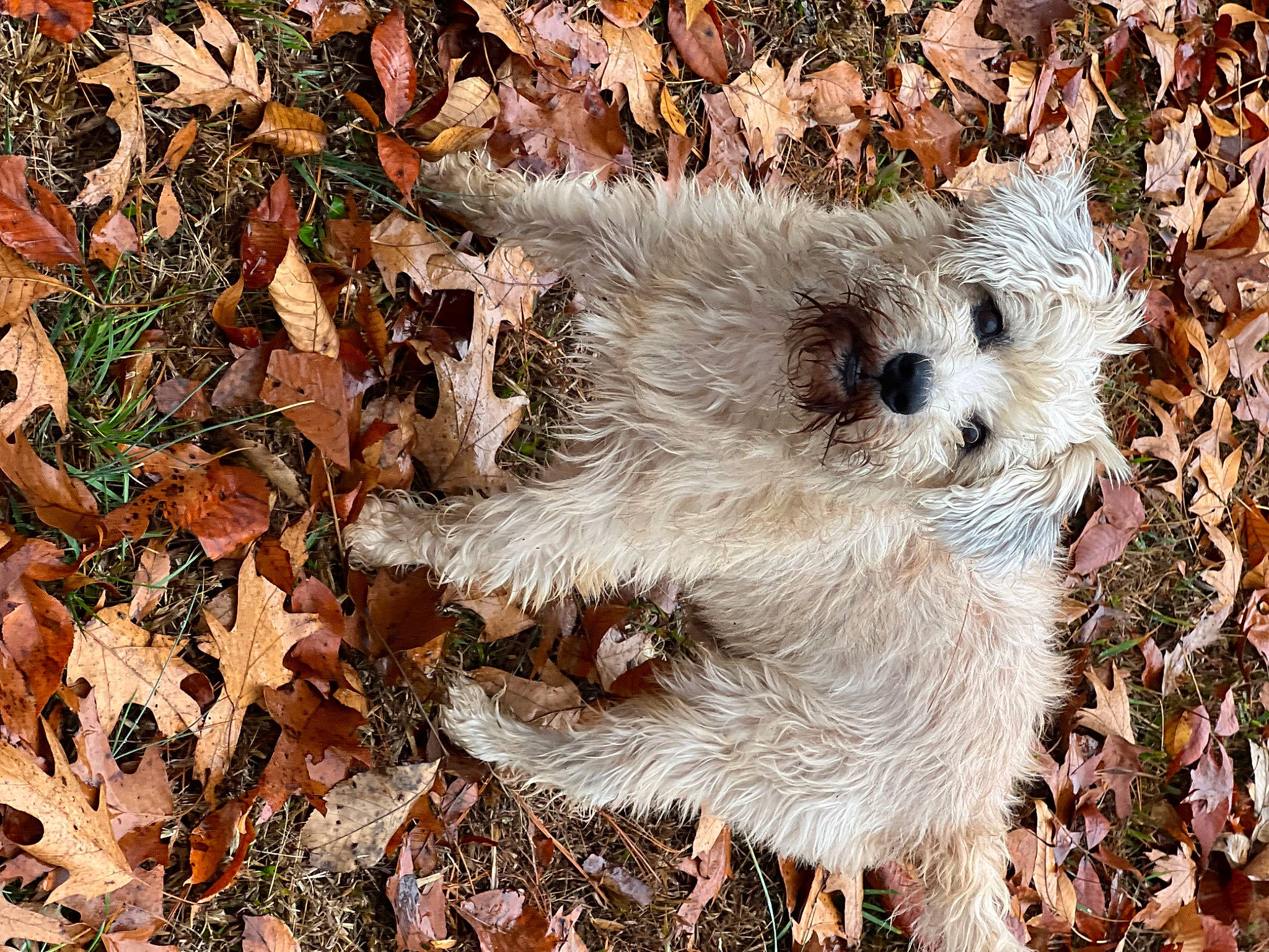 Cocoa joined the competition — help win amazing prizes! adaptation, art, canidae, carnivore, companion_dog, dog, dog_breed, fawn, fur, grass, organism, plant, snout, soil, terrestrial_animal, terrestrial_plant, terrier, toy_dog, tree, wood