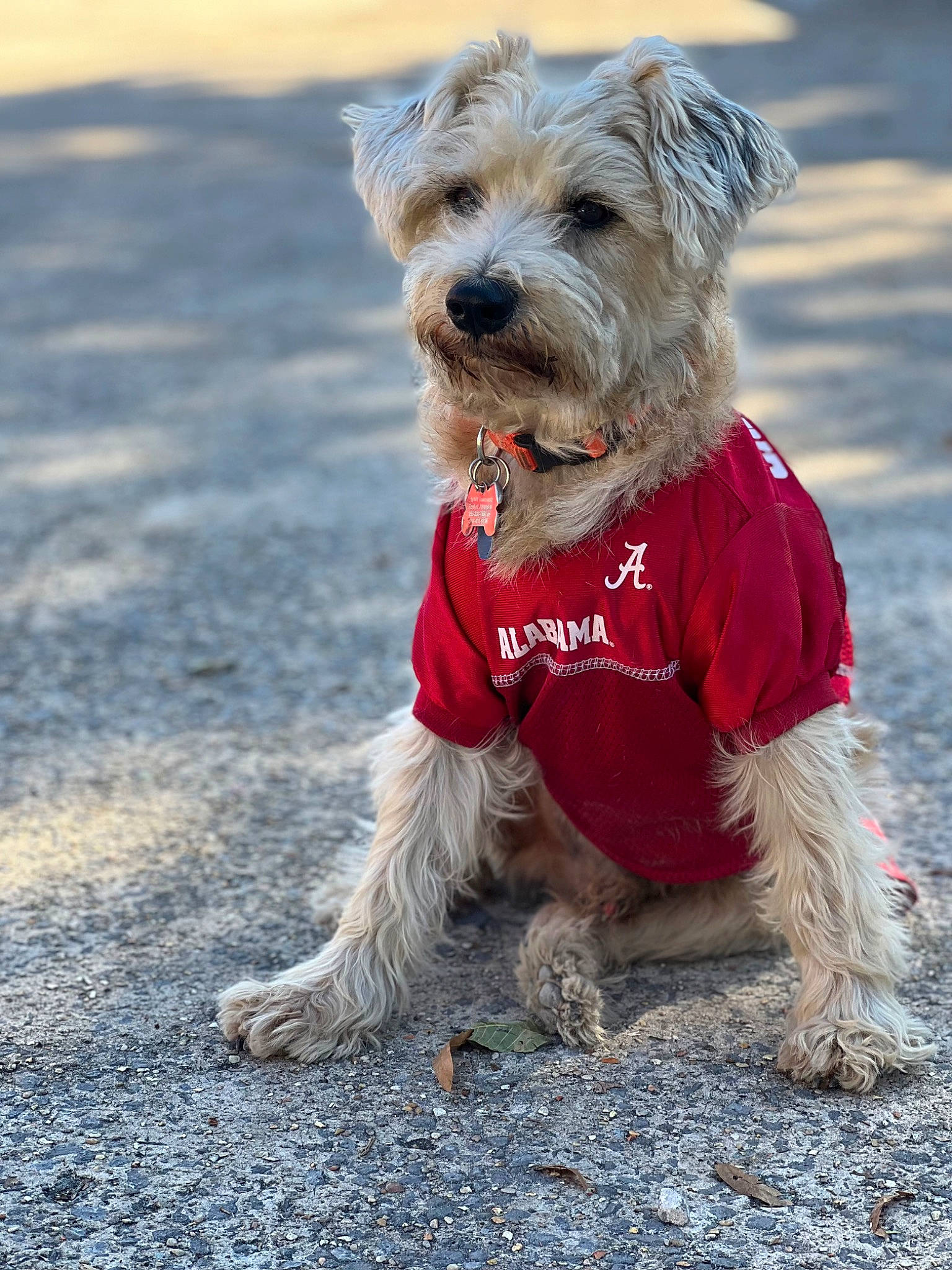 Cocoa joined the competition — help win amazing prizes! canidae, carnivore, collar, companion_dog, dog, dog_breed, dog_clothes, dog_collar, dog_supply, fur, leash, non_sporting_group, schnauzer, small_terrier, snout, sporting_group, terrier, toy_dog, working_animal, working_terrier