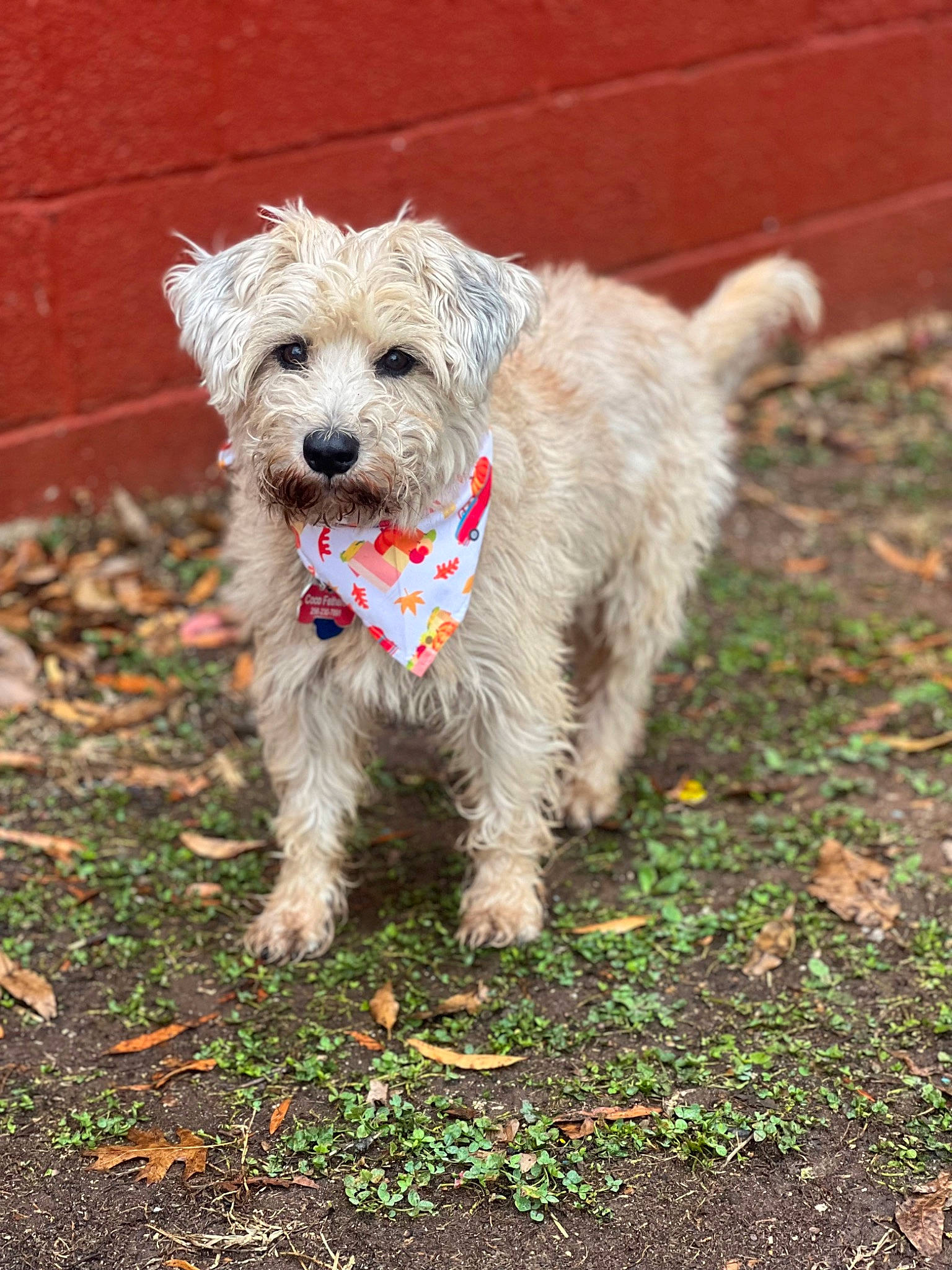 Cocoa joined the competition — help win amazing prizes! canidae, carnivore, collar, companion_dog, dog, dog_breed, dog_clothes, dog_collar, dog_supply, fur, grass, maltepoo, small_terrier, snout, sporting_group, tail, terrier, toy_dog, working_animal, working_terrier