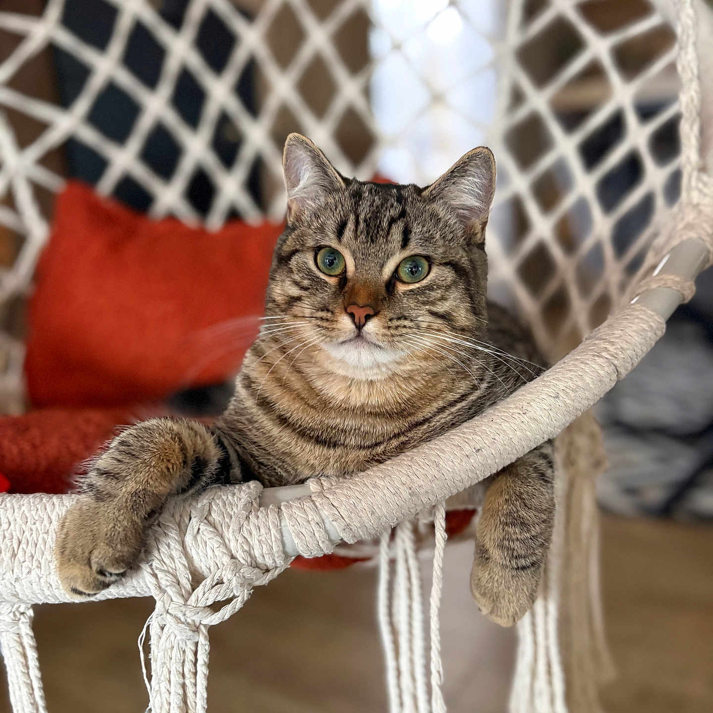 Dodé a rejoint le concours — aidez-le/la à gagner de superbes lots ! animal, blurred_background, cat, closeup, cozy, cushion, feline, fur, green_eyes, hanging_chair, home, indoor, paws, pet, red, relaxed, resting, rope, tabby, woven