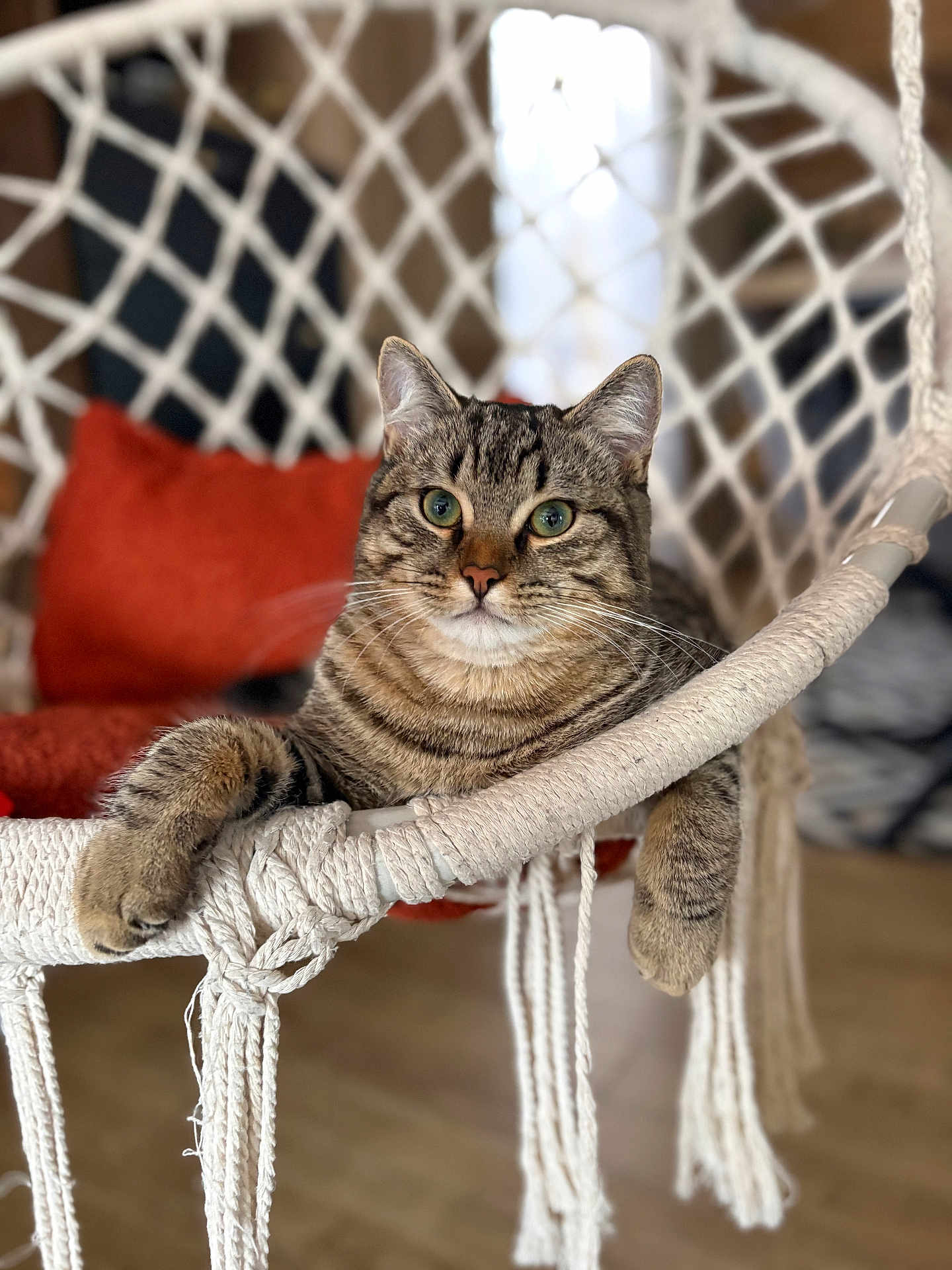 Dodé a rejoint le concours — aidez-le/la à gagner de superbes lots ! animal, blurred_background, cat, closeup, cozy, cushion, feline, fur, green_eyes, hanging_chair, home, indoor, paws, pet, red, relaxed, resting, rope, tabby, woven