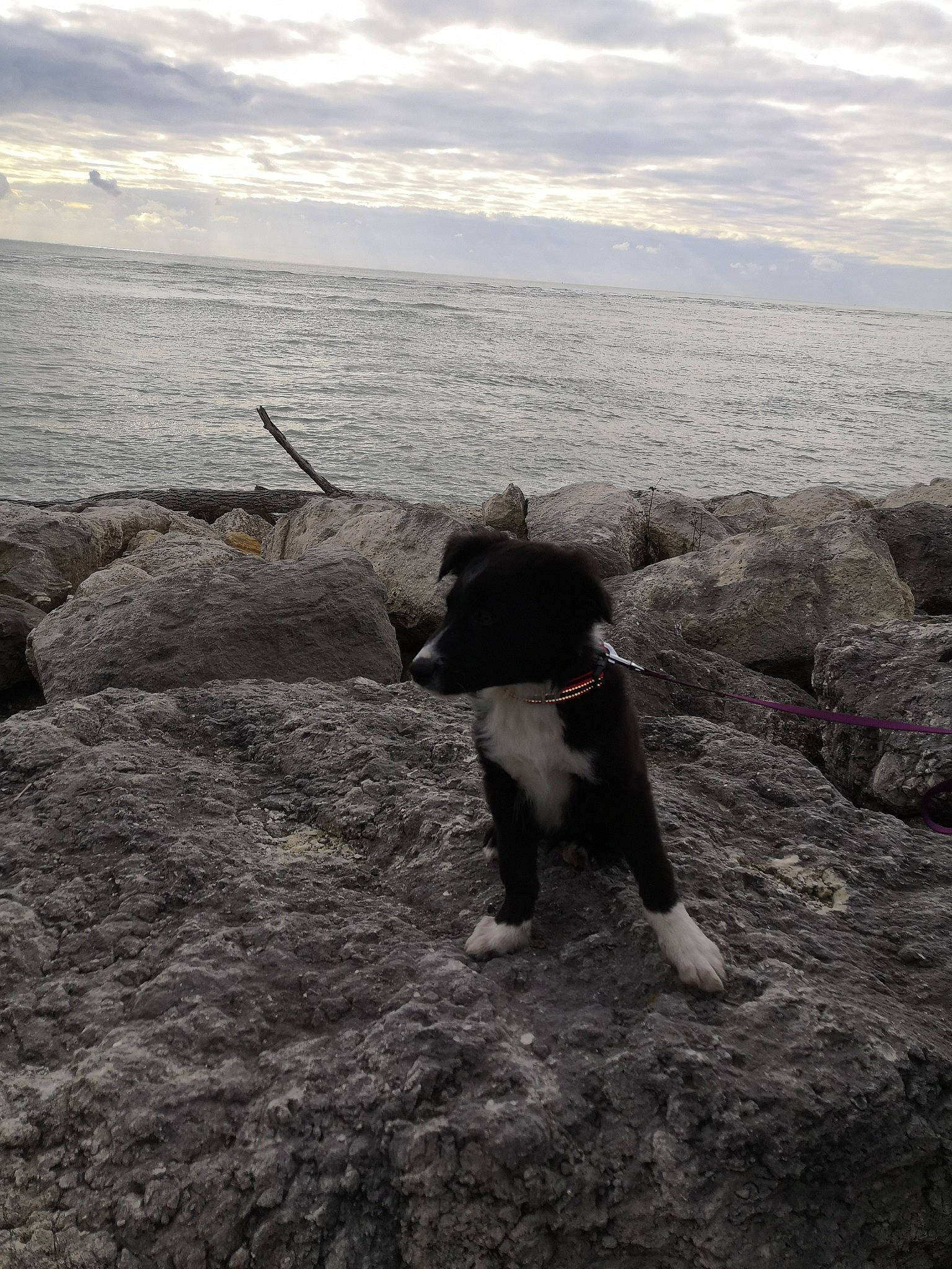 Sax a rejoint le concours — aidez-le/la à gagner de superbes lots ! beach, bedrock, canidae, carnivore, cloud, coast, dog, dog_breed, horizon, lake, landscape, ocean, rock, sand, sky, soil, sporting_group, water, wind_wave, wood