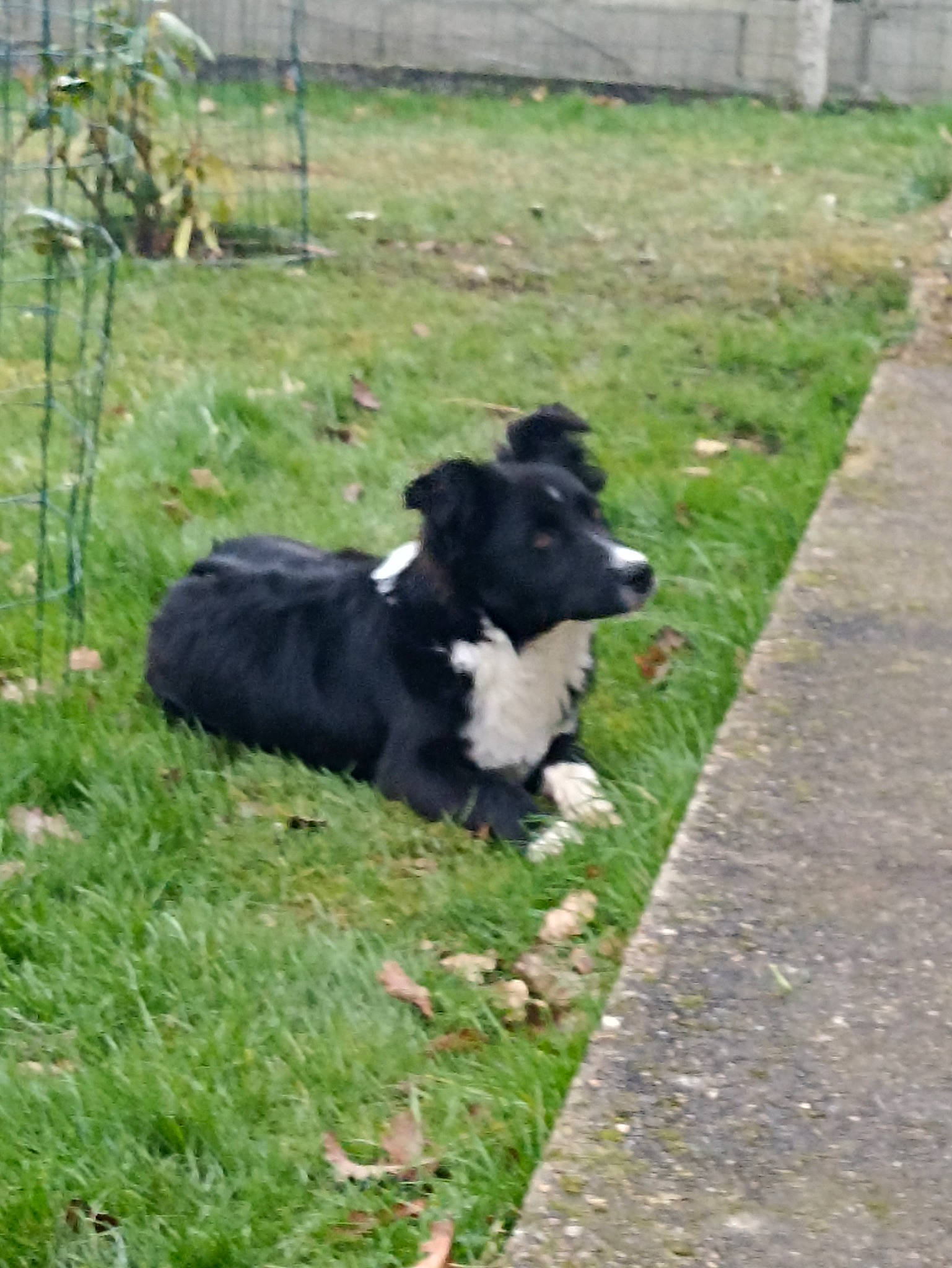 Sax a rejoint le concours — aidez-le/la à gagner de superbes lots ! borador, bovine, canidae, carnivore, companion_dog, dog, dog_breed, fur, grass, grassland, groundcover, herding_dog, livestock, pasture, plant, sporting_group, tail, terrestrial_animal, working_animal, working_dog