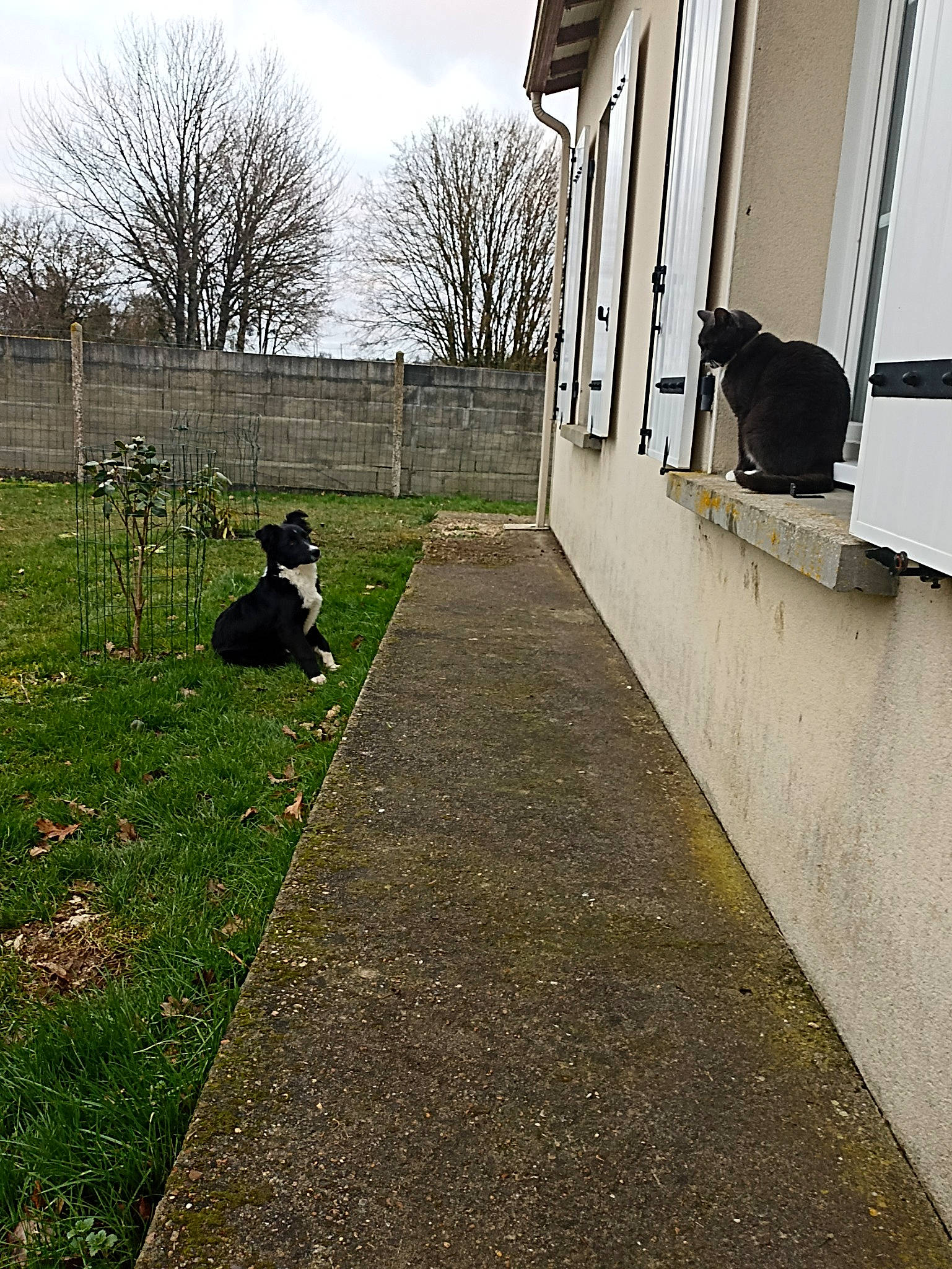 Sax a rejoint le concours — aidez-le/la à gagner de superbes lots ! asphalt, building, carnivore, dog, dog_breed, door, felidae, flooring, grass, house, plant, road_surface, shade, siding, sky, small_to_medium_sized_cats, tints_and_shades, tree, window, wood