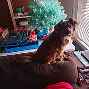 Izzy joined the competition — help win amazing prizes! dog, couch, christmas_tree, presents, window, blinds, gift_wrap, living_room, pet, brown_fur, decorations, holiday, indoor, furniture, table, notebook, cozy, curious, soft_light, home