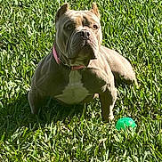 Koko is registered to the contest to win money with this photo: dog, grass, greenery, outdoor, pet, ball, sunlight, collar, canine, animal, nature, lawn, daytime, playful, attentive, ears, brown_dog, muscular, short_hair, park