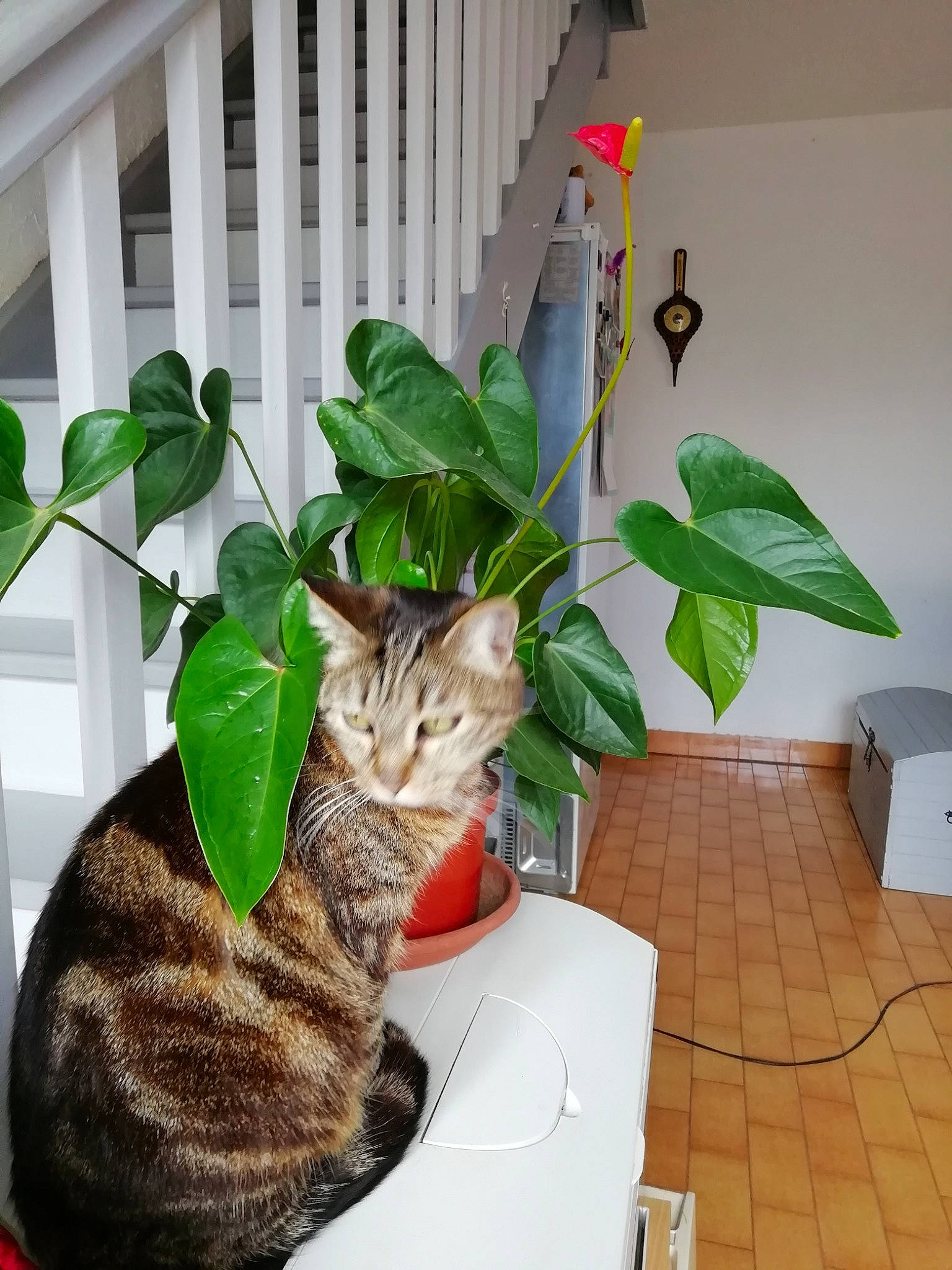 Mimi a rejoint le concours — aidez-le/la à gagner de superbes lots ! american_shorthair, anthurium, asian, bengal, carnivore, cat, domestic_short_haired_cat, european_shorthair, felidae, flower, flowerpot, herb, houseplant, interior_design, leaf, ocicat, plant, small_to_medium_sized_cats, tabby_cat, whiskers
