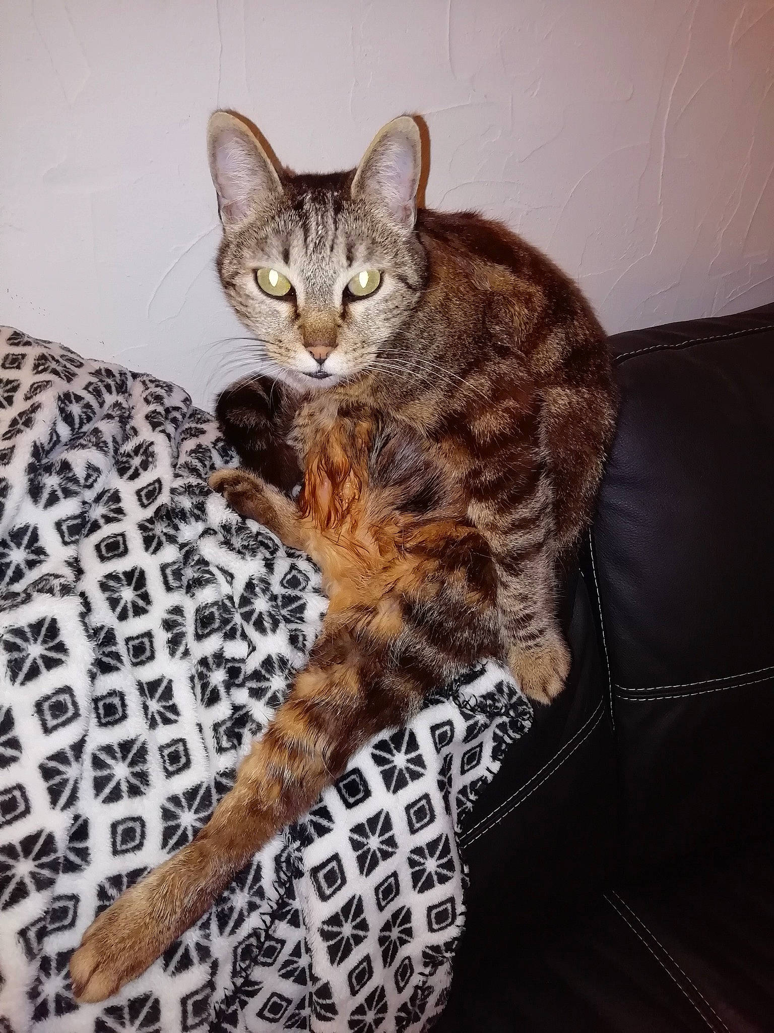 Mimi a rejoint le concours — aidez-le/la à gagner de superbes lots ! american_shorthair, arabian_mau, asian, bengal, california_spangled, carnivore, cat, domestic_short_haired_cat, dragon_li, egyptian_mau, european_shorthair, felidae, kitten, mammal, ocicat, small_to_medium_sized_cats, sokoke, tabby_cat, vertebrate, whiskers