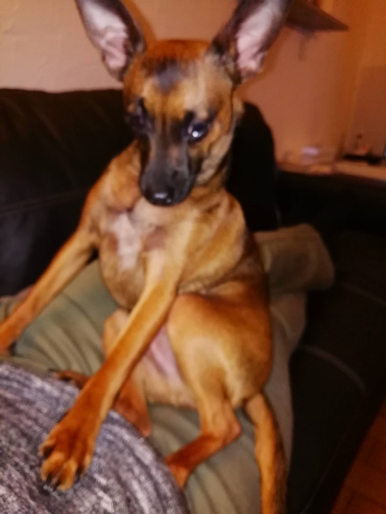 Peet a rejoint le concours — aidez-le/la à gagner de superbes lots ! canidae, carnivore, companion_dog, dog, dog_breed, fawn, mammal, prazsky_krysarik, russkiy_toy, snout, toy_dog, vertebrate