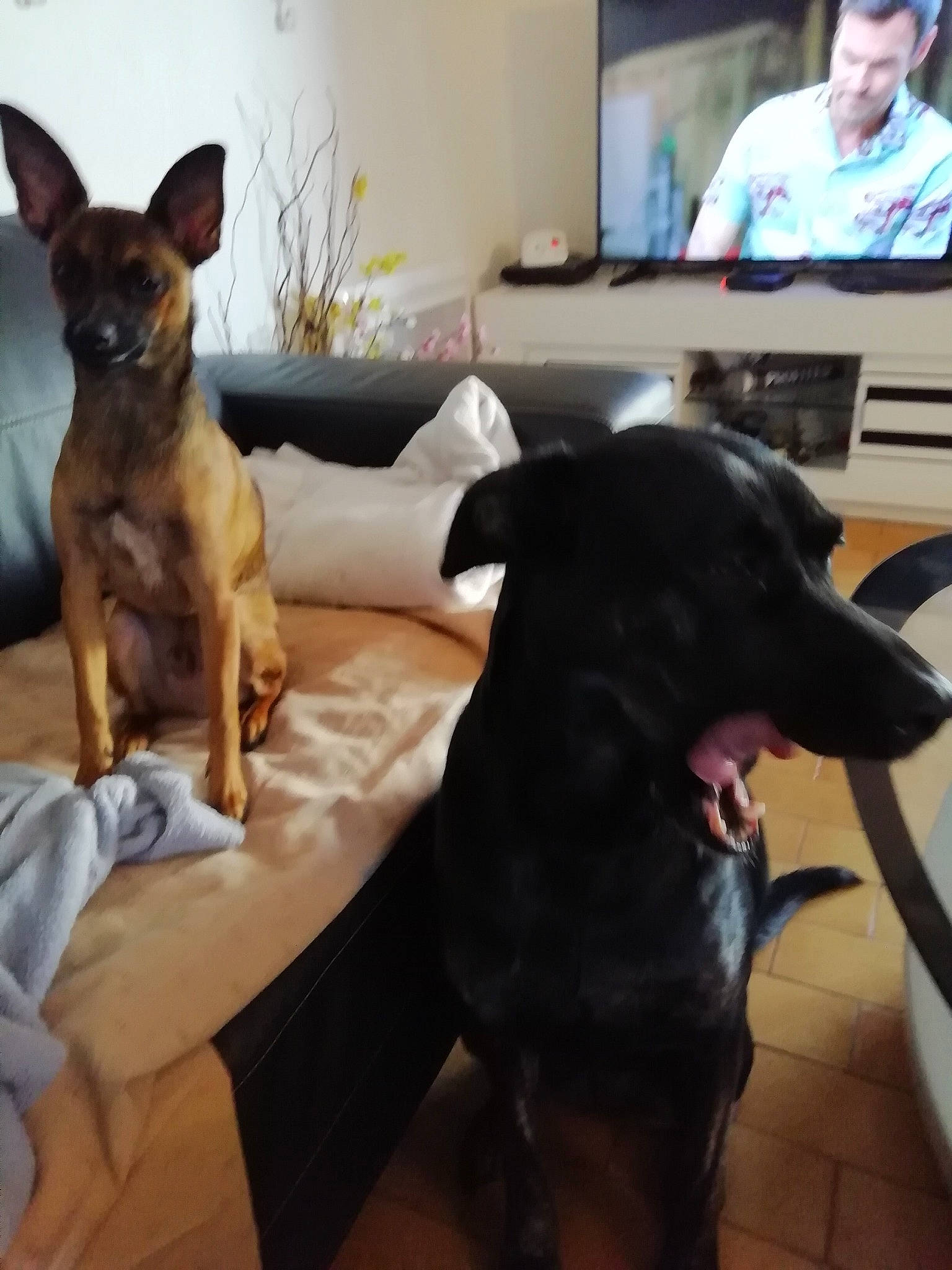 Peet participe au concours pour gagner de l'argent avec cette photo : australian_kelpie, canidae, carnivore, dog, dog_breed, ear, floor, formosan_mountain_dog, german_pinscher, guard_dog, mammal, non_sporting_group, sporting_group, vertebrate