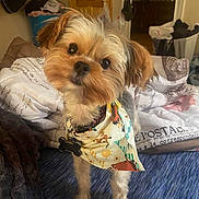 Teddy is registered to the contest to win money with this photo: dog, small_dog, puppy, bandana, pet, indoors, carpet, blanket, curious, brown_fur, white_fur, black_nose, head_tilt, cute, animal, domestic_animal, home, door, furniture, collar