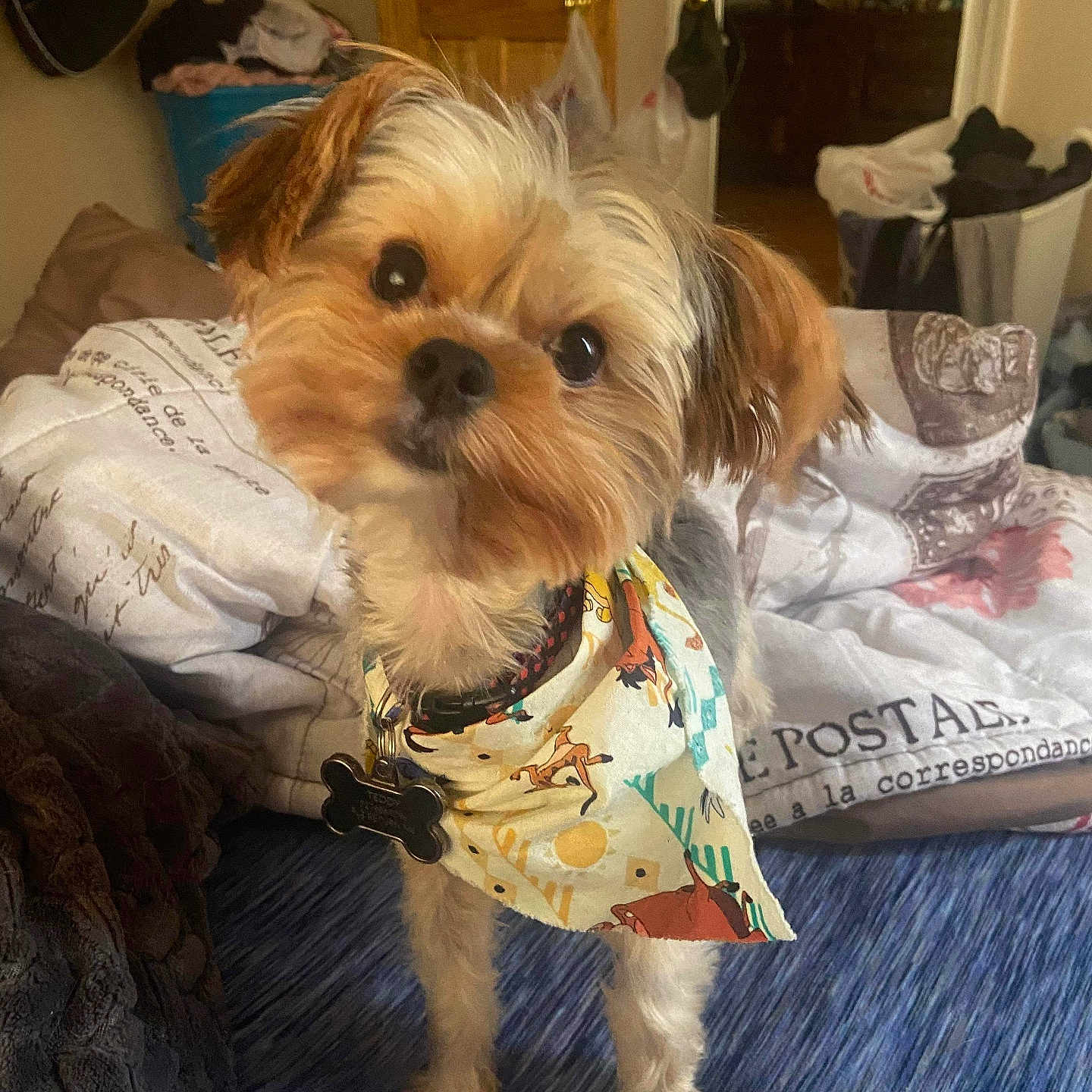 Teddy is registered to the contest to win money with this photo: animal, bandana, black_nose, blanket, brown_fur, carpet, collar, curious, cute, dog, domestic_animal, door, furniture, head_tilt, home, indoors, pet, puppy, small_dog, white_fur