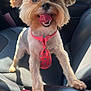 Teddy is registered to the contest to win money with this photo: dog, small_dog, yorkshire_terrier, tie, pink_tie, polka_dots, car_interior, car_seat, leather_seat, happy, tongue_out, pet, animal, cute, fur, ears, paw, front_paw, smiling, close_up