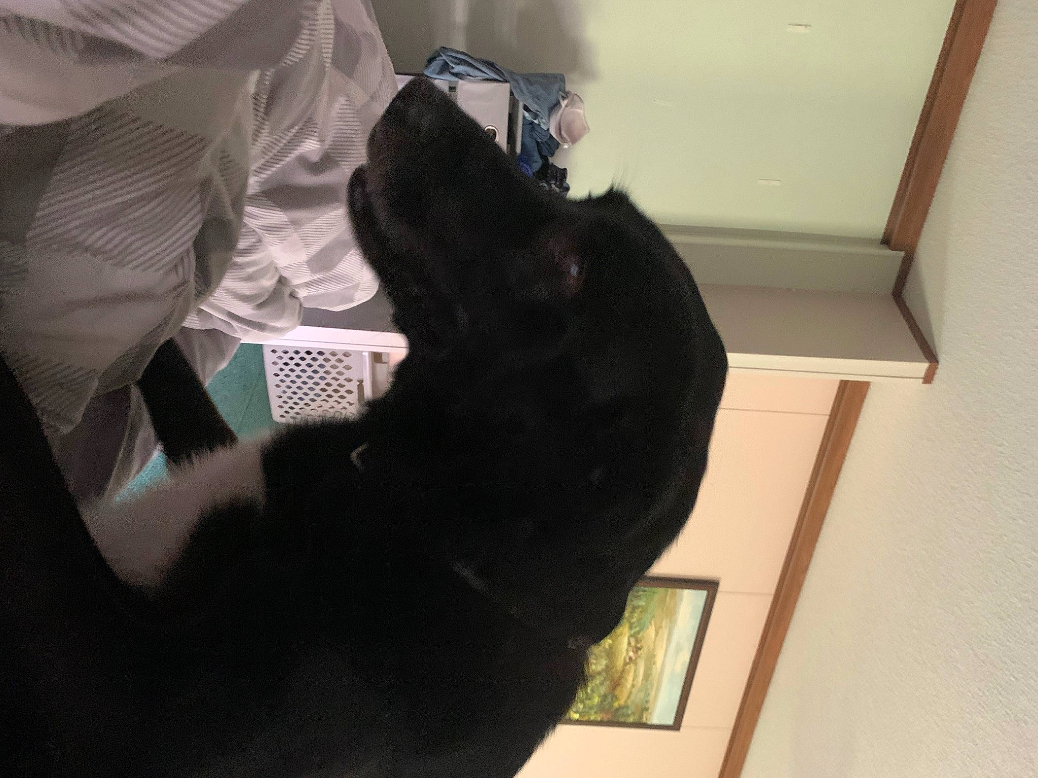 Jingle joined the competition — help win amazing prizes! canidae, carnivore, cat, comfort, companion_dog, dog_breed, elbow, felidae, fur, gesture, human_leg, room, sleeve, small_to_medium_sized_cats, sporting_group, tail, whiskers, window, wood, wrist