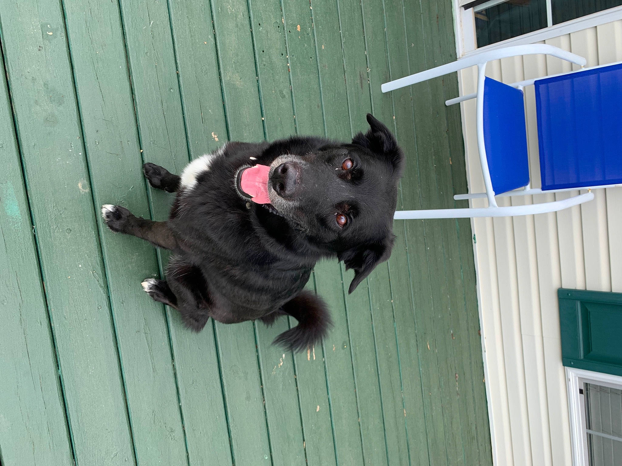 Jingle joined the competition — help win amazing prizes! blue, canidae, carnivore, collar, companion_dog, dog, dog_breed, dog_collar, dog_supply, electric_blue, fawn, fur, grey, leash, pet_supply, snout, sporting_group, tail, wood, working_animal