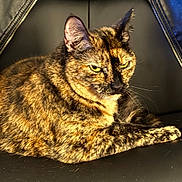 Bagel joined the competition — help win amazing prizes! black_background, cat, closeup, ears, feline, fur, indoor, judgmental, leather_chair, macro, paw, pet, portrait, relaxed, resting, sitting, striped_fur, tortoiseshell_cat, whiskers, yellow_eyes