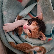 Mouse is registered to the contest to win money with this photo: kitten, cat, calico, blanket, soft, cozy, cute, pet, animal, fur, paw, sleepy, indoor, closeup, resting, young, adorable, comfort, snuggle, warm
