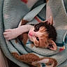 kitten, cat, calico, blanket, soft, cozy, cute, pet, animal, fur, paw, sleepy, indoor, closeup, resting, young, adorable, comfort, snuggle, warm