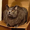 Gribouille a rejoint le concours — aidez-le/la à gagner de superbes lots ! cat, gray_cat, amber_eyes, cardboard_box, pet, feline, whiskers, curious, indoor, animal, cute, box, sitting, fur, close_up, domestic_cat, shadow, looking_up, cozy, home