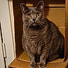 cat, gray_cat, amber_eyes, cardboard_box, pet, feline, indoor, curious, sitting, whiskers, fur, animal, cute, domestic_cat, box, closeup, looking, household, portrait, furniture