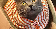 Gribouille participe au concours pour gagner de l'argent avec cette photo : cat, gray_cat, amber_eyes, pet_bed, striped_collar, fabric_collar, pink_clip, feline, indoor, cozy, relaxed, animal, whiskers, closeup, domestic_cat, resting, orange_white, striped_pattern, book_shelf, home