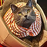 cat, gray_cat, amber_eyes, pet_bed, striped_collar, fabric_collar, pink_clip, feline, indoor, cozy, relaxed, animal, whiskers, closeup, domestic_cat, resting, orange_white, striped_pattern, book_shelf, home