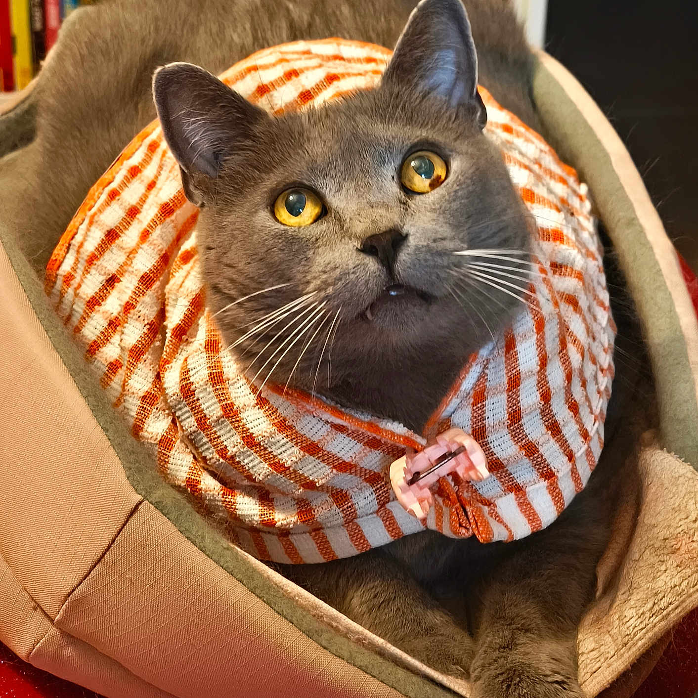 Gribouille participe au concours pour gagner de l'argent avec cette photo : cat, gray_cat, amber_eyes, pet_bed, striped_collar, fabric_collar, pink_clip, feline, indoor, cozy, relaxed, animal, whiskers, closeup, domestic_cat, resting, orange_white, striped_pattern, book_shelf, home