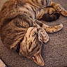 Freyja a rejoint le concours — aidez-le/la à gagner de superbes lots ! animal, cat, closeup, couch, cozy, cute, domestic_animal, feline, fur, indoor, nap, peaceful, pet, relaxation, resting, sleeping, soft, tabby, texture, whiskers