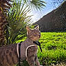 alert, animal, backlight, cat, daylight, garden, grass, gray_tabby, greenery, harness, leash, leaves, nature, outdoor, pet, plant, sky, sunlight, sunshine, wood