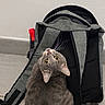 Freyja participe au concours pour gagner de l'argent avec cette photo : backpack, cat, closeup, curious, cute, domestic_animal, floor, fur, gray_cat, indoor, looking_up, pet, red_accent, sitting, strap, tail, tile_floor, wall, whiskers, yellow_eyes