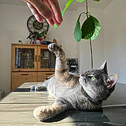 Freyja participe au concours pour gagner de l'argent avec cette photo : cat, paw, hand, plant, leaf, table, sunlight, reflection, cabinet, clock, green_eyes, whiskers, indoor, furniture, pet, playful, relaxing, shadow, portrait, domestic