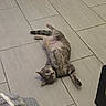 animal, blanket, cat, collar, cozy, curious, domestic_cat, floor_tiles, fur, furniture, gray_tabby, home, indoor, lying_down, pet, playful, relaxed, tile_floor, whiskers, wide_eyes