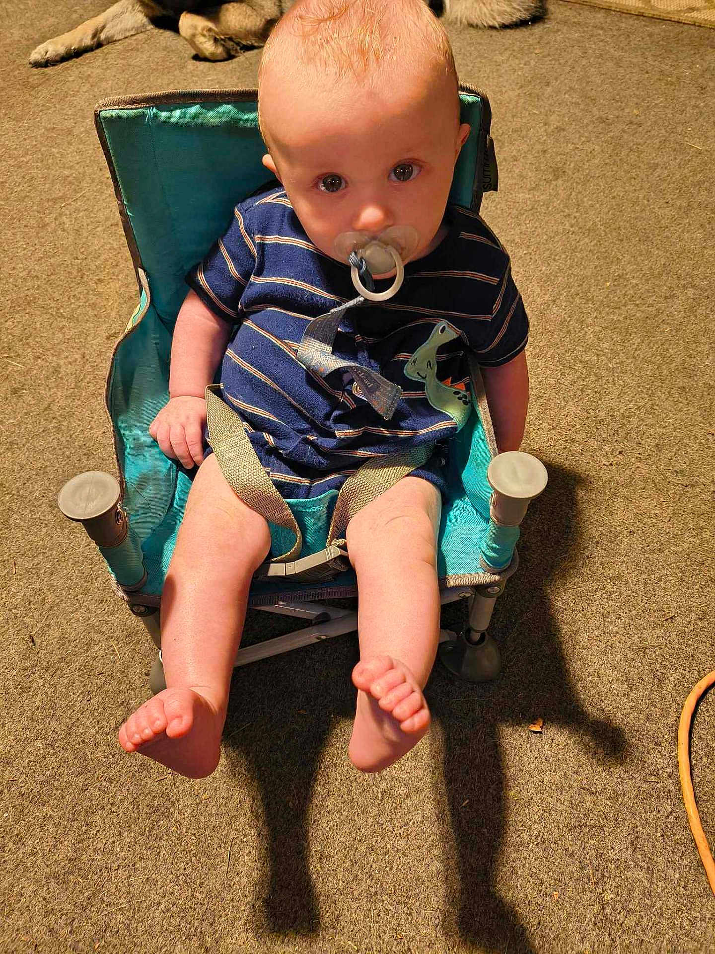 Conan joined the competition — help win amazing prizes! baby, pacifier, child, chair, striped_clothing, blue_clothing, dinosaur_patch, carpet, indoor, dog_paws, small_chair, seated, looking_up, curious, infant, cute, legs, feet, shadow, comfort
