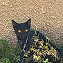 Asics participe au concours pour gagner de l'argent avec cette photo : black_cat, cat, kitten, pet, harness, leash, yellow_eyes, whiskers, ears, stucco_wall, texture, plants, weeds, vines, outdoor, sunlight, shadow, portrait, curious, ground