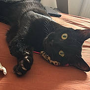 Asics a rejoint le concours — aidez-le/la à gagner de superbes lots ! black_cat, cat, yellow_eyes, whiskers, paw, bed, bed_sheet, orange_sheet, stuffed_toy, leopard_print, indoor, cozy, portrait, close_up, lounging, feline, pet, domestic_animal, sunlight, window