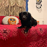 Rocko joined the competition — help win amazing prizes! dog, bed, red_bedspread, curtains, pillow, skull_pillow, dreamcatcher, indoor, pet, black_dog, furniture, wall, fabric, pattern, decor, cozy, animal, resting, home, cute