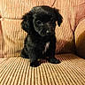 Rocko is registered to the contest to win money with this photo: puppy, dog, black_fur, white_patch, pet, cute, small, indoor, armchair, furniture, striped, texture, seated, looking_at_camera, young, adorable, animal, cozy, home, portrait