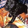 Rocko is registered to the contest to win money with this photo: puppy, black_dog, blanket, crate, pet, animal, young, cute, fur, indoor, small, canine, sleeping_area, fence, paw, face, looking, closeup, domestic, companion